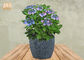 Planteurs ronds Grey Bowl Planters de patio de planteur de Clay Flower Pots Outdoor Flower de fibre de planteurs