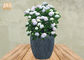 Les planteurs extérieurs d'argile de grands de Fiberclay de pots de jardin d'argile pots d'usine ont peint la couleur de gris de pots de fleur