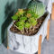 Les pots de Mini Flower Pots Tabletop Flower de pots d'usine de Succulents ont marbré des planteurs de pot de texture avec les pots en bambou de ciment de pied